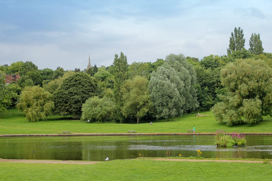 A scenic park featuring a wide expanse of well-maintained green grass with various trees of differing sizes and shapes, some with dense foliage and others with lighter, more spread-out leaves. In the foreground, a small body of water reflects the surrounding greenery, with a few ducks visible on the surface. Along the water's edge, a narrow paved pathway runs horizontally, with one person dressed in a blue shirt walking along it, indicative of a home relocation or packing and moving process supported by Removal Van Hampstead. Behind the trees, a building with a pointed spire is partially visible, blending into the tranquil natural environment of Hampstead Heath. The sky above is partly cloudy, providing soft lighting that enhances the lushness of the landscape, suitable for a move or transport that involves outdoor access and parking considerations as outlined in the Hampstead Heath access and parking guide.