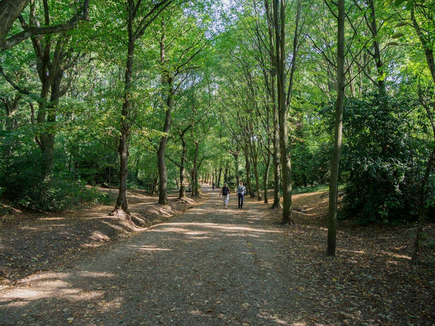 A straight, tree-lined pathway within a wooded area, featuring numerous tall trees with green leaves forming a canopy overhead. The ground is covered with a mix of dirt and fallen leaves, providing a natural surface. On the left side, there is a slight incline with dense undergrowth, while on the right, the terrain levels out and is bordered by more trees and foliage. Dappled sunlight filters through the leaves, illuminating sections of the path and creating patterns of light and shadow. This tranquil outdoor setting is part of a park or natural reserve surrounding Hampstead Heath, where a removal van from Removal Van Hampstead might approach for home relocation or furniture transport services. The pathway appears to lead further into the green space, suitable for small-scale transport or walking related to house removals or packing and moving activities, with no vehicles or other equipment visible in the image.